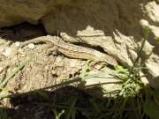 un lezard se chauffe sur un rocher 